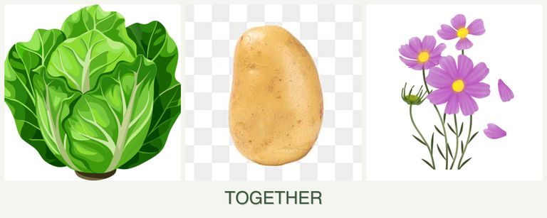 Can you plant lettuce, potatoes and cosmos together?