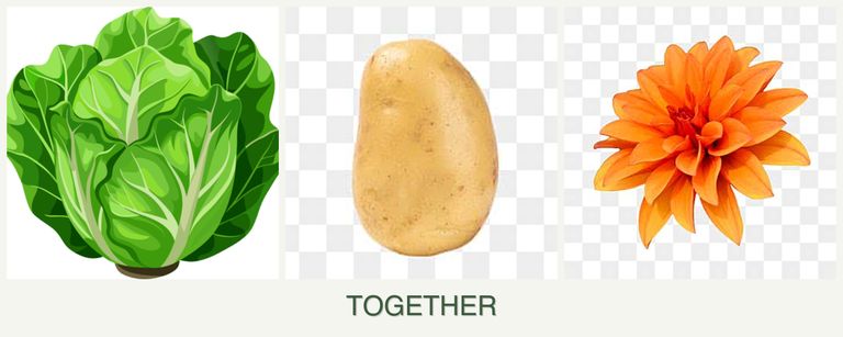 Can you plant lettuce, potatoes and dahlias together?