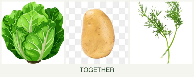 Can you plant lettuce, potatoes and dill together?