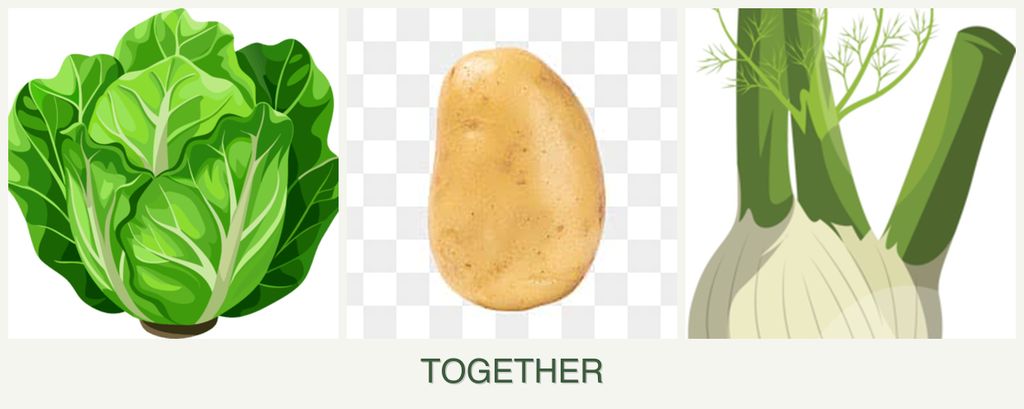 Can you plant lettuce, potatoes and fennel together?