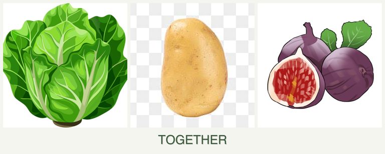 Can you plant lettuce, potatoes and figs together?