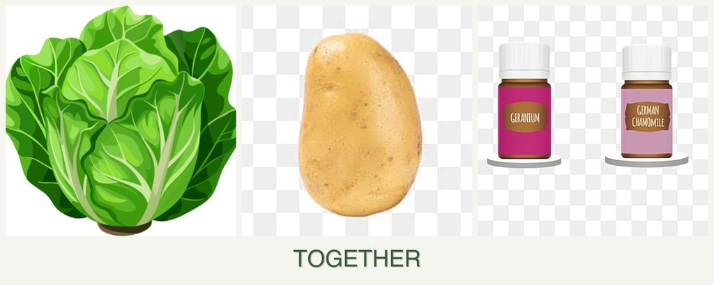 Can you plant lettuce, potatoes and geraniums together?
