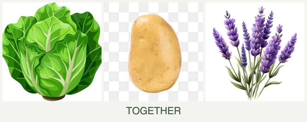 Can you plant lettuce, potatoes and lavender together?