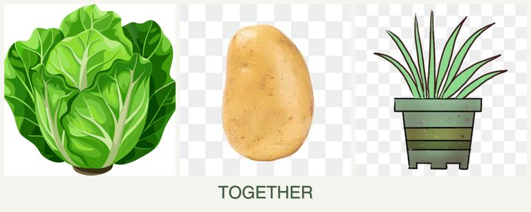Can you plant lettuce, potatoes and lemongrass together?