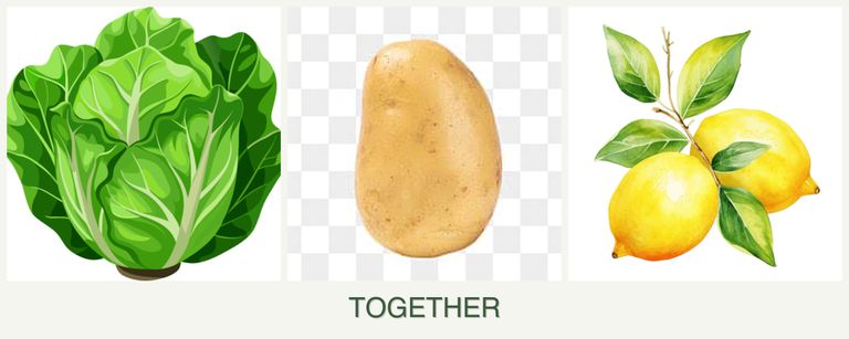 Can you plant lettuce, potatoes and lemons together?