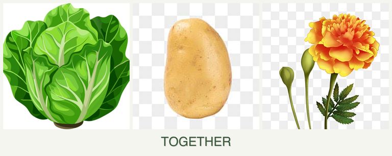 Can you plant lettuce, potatoes and marigolds together?