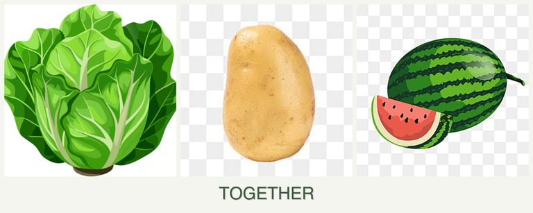 Can you plant lettuce, potatoes and melons together?