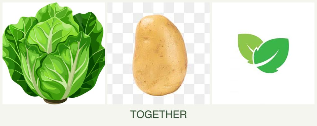 Can you plant lettuce, potatoes and mint together?