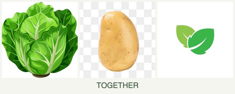 Can you plant lettuce, potatoes and mint together?