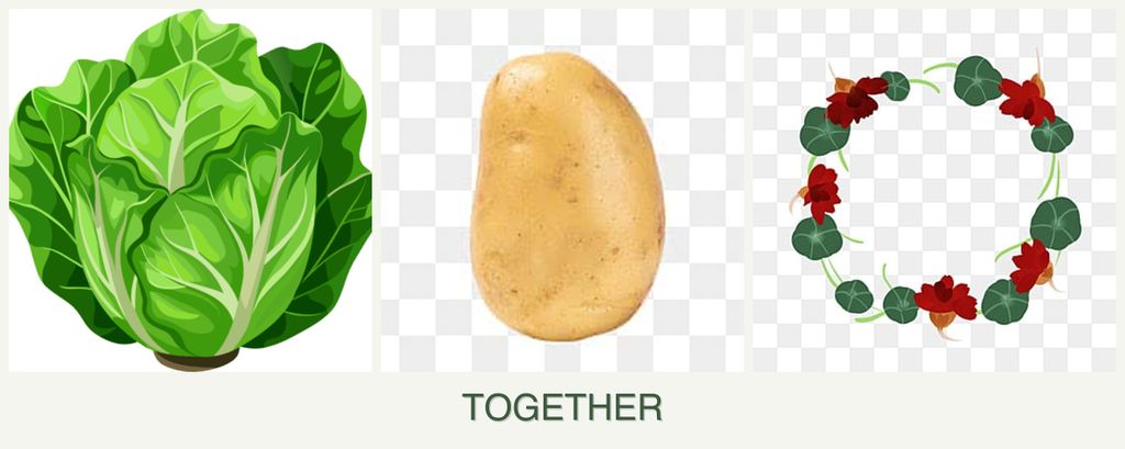 Can you plant lettuce, potatoes and nasturtiums together?