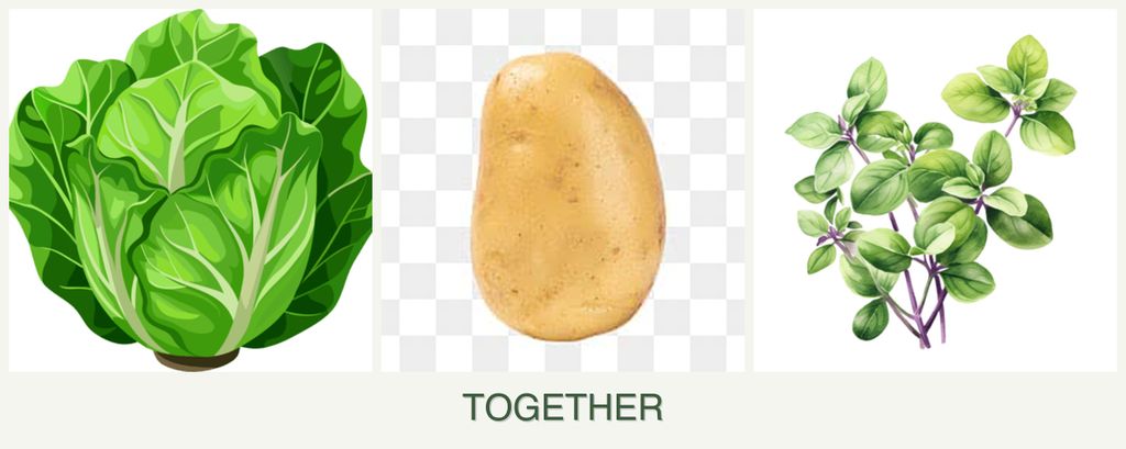 Can you plant lettuce, potatoes and oregano together?