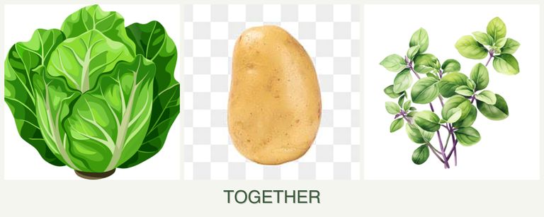 Can you plant lettuce, potatoes and oregano together?