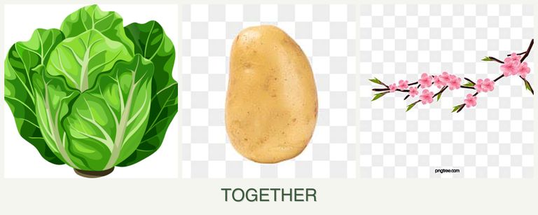 Can you plant lettuce, potatoes and peaches together?