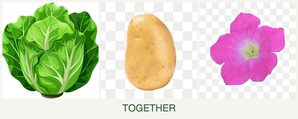Can you plant lettuce, potatoes and petunias together?
