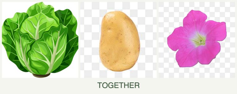 Can you plant lettuce, potatoes and petunias together?