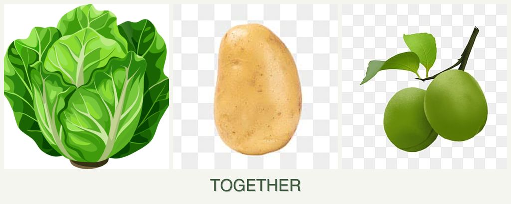 Can you plant lettuce, potatoes and plums together?