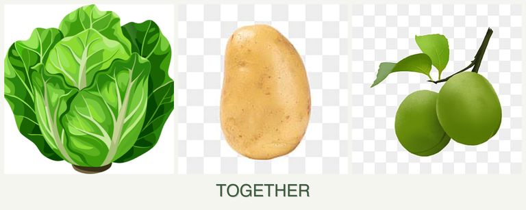 Can you plant lettuce, potatoes and plums together?