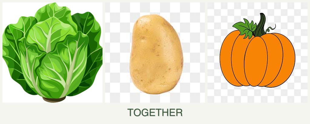 Can you plant lettuce, potatoes and pumpkin together?