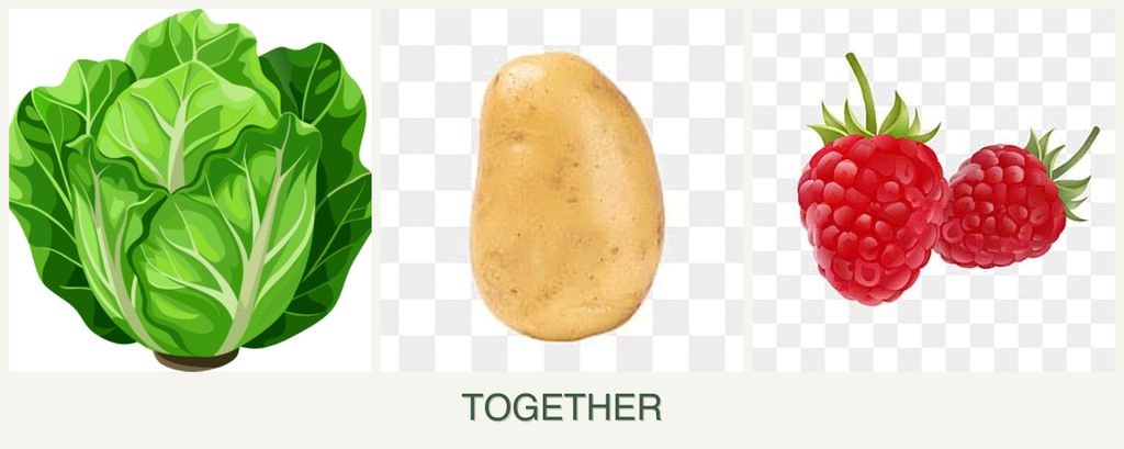 Can you plant lettuce, potatoes and raspberries together?