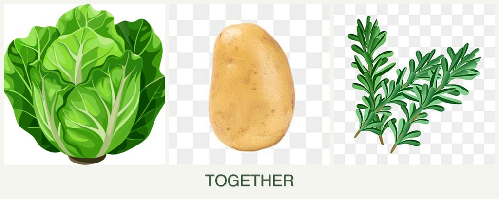 Can you plant lettuce, potatoes and rosemary together?