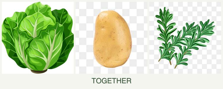 Can you plant lettuce, potatoes and rosemary together?