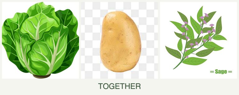 Can you plant lettuce, potatoes and sage together?
