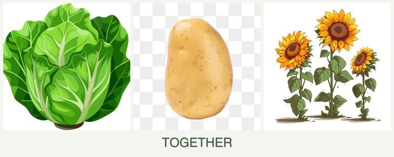 Can you plant lettuce, potatoes and sunflowers together?