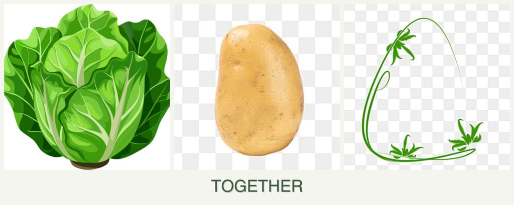 Can you plant lettuce, potatoes and tarragon together?