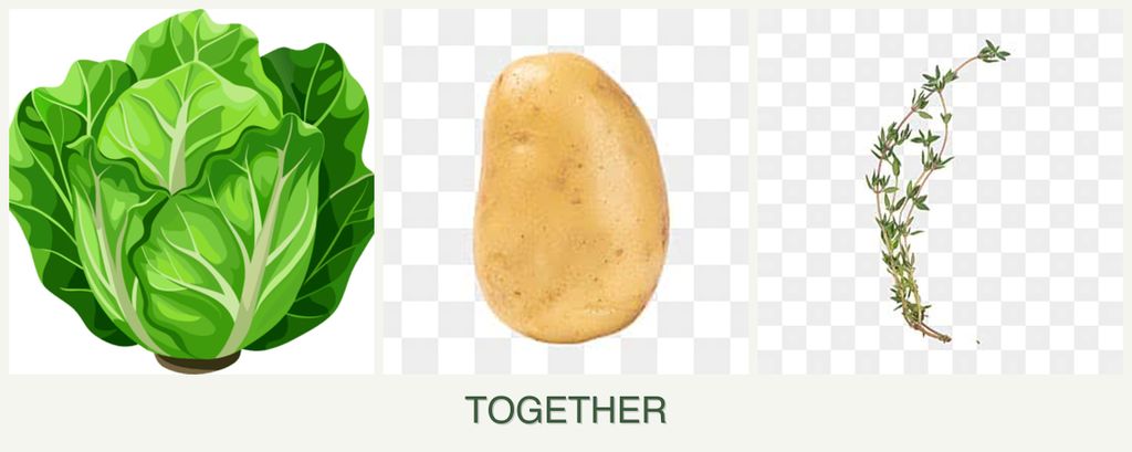 Can you plant lettuce, potatoes and thyme together?