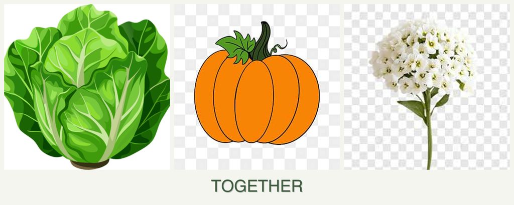 Can you plant lettuce, pumpkin and alyssum together?