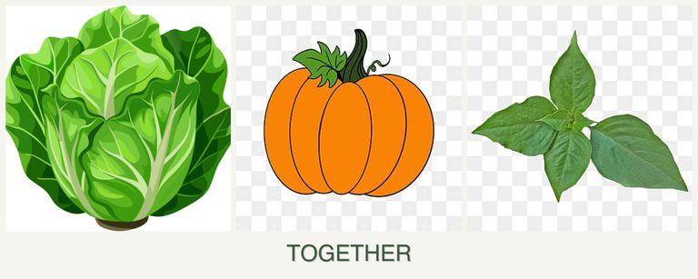 Can you plant lettuce, pumpkin and basil together?