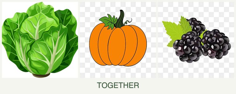 Can you plant lettuce, pumpkin and blackberries together?