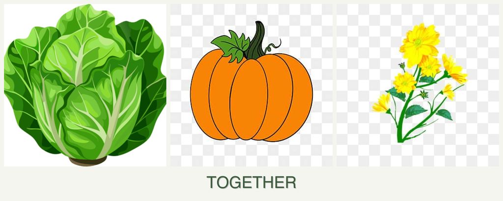 Can you plant lettuce, pumpkin and calendula together?