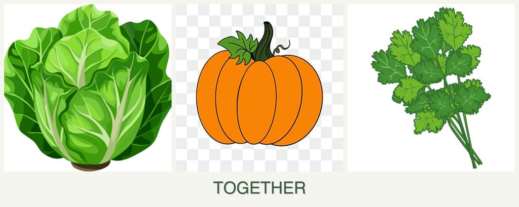 Can you plant lettuce, pumpkin and cilantro together?