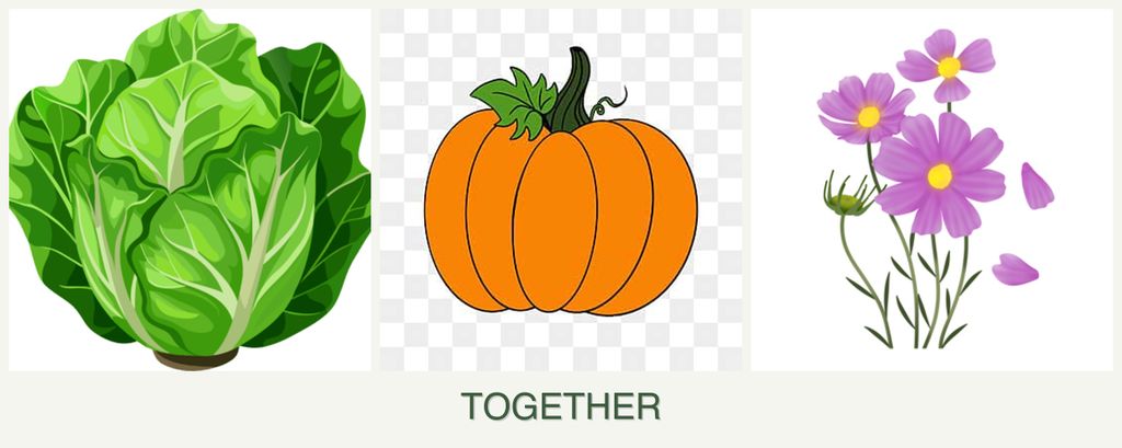 Can you plant lettuce, pumpkin and cosmos together?