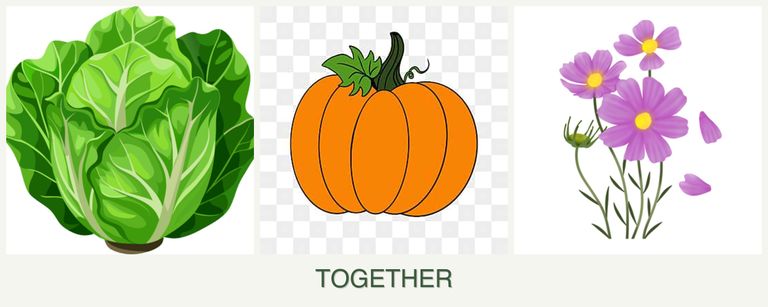 Can you plant lettuce, pumpkin and cosmos together?