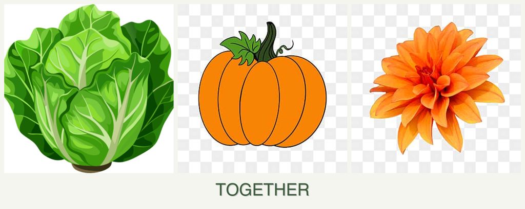 Can you plant lettuce, pumpkin and dahlias together?