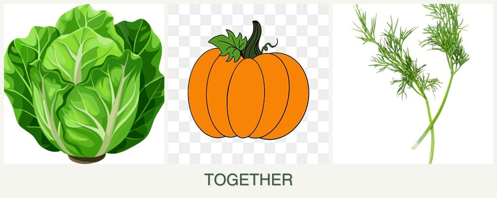 Can you plant lettuce, pumpkin and dill together?