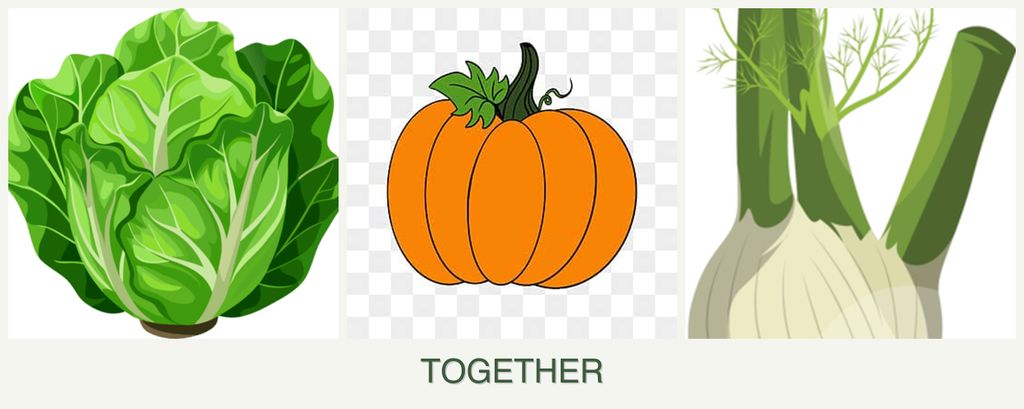 Can you plant lettuce, pumpkin and fennel together?