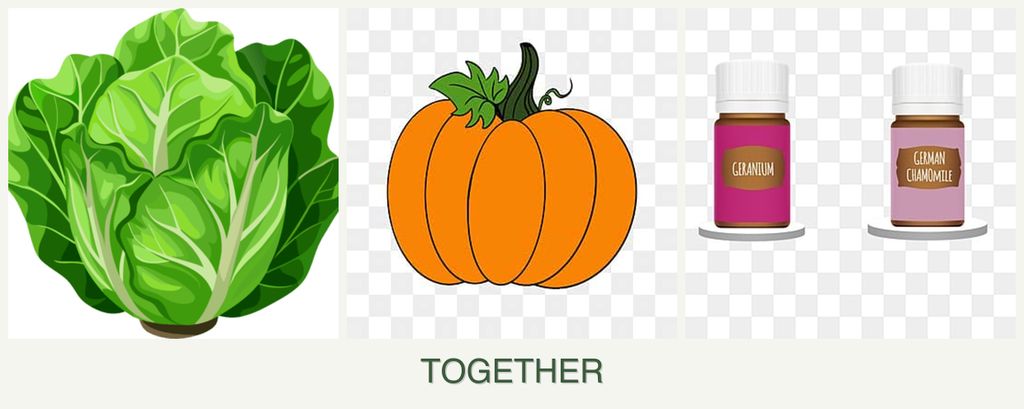 Can you plant lettuce, pumpkin and geraniums together?