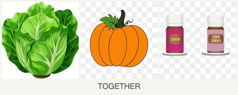 Can you plant lettuce, pumpkin and geraniums together?