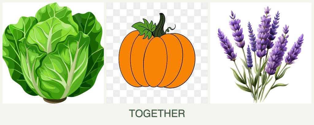 Can you plant lettuce, pumpkin and lavender together?