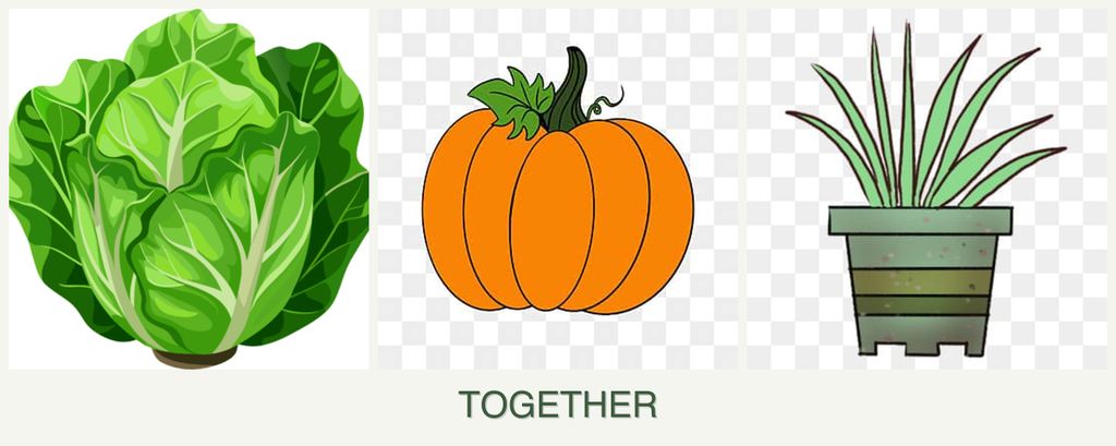 Can you plant lettuce, pumpkin and lemongrass together?