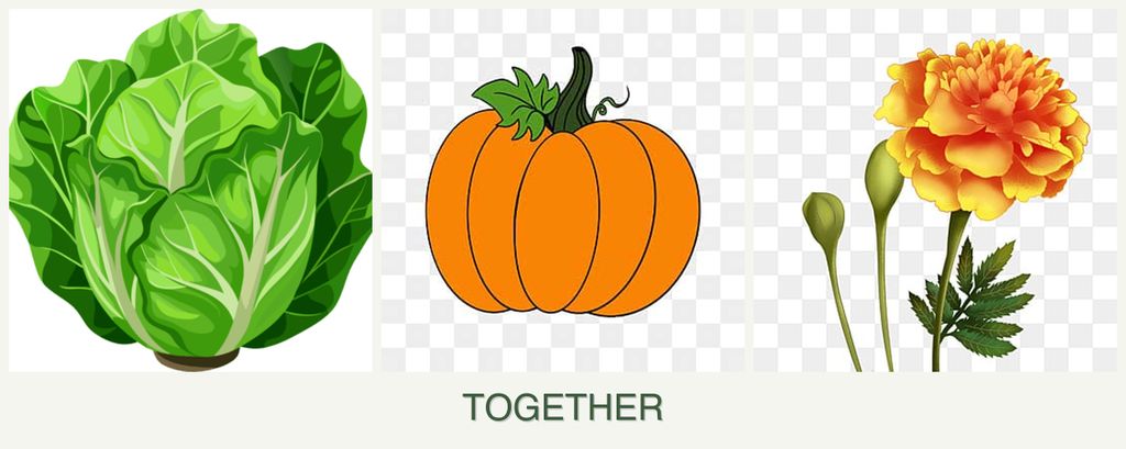 Can you plant lettuce, pumpkin and marigolds together?