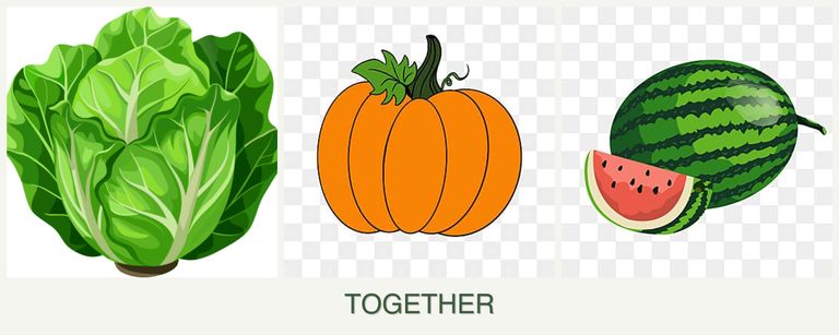 Can you plant lettuce, pumpkin and melons together?
