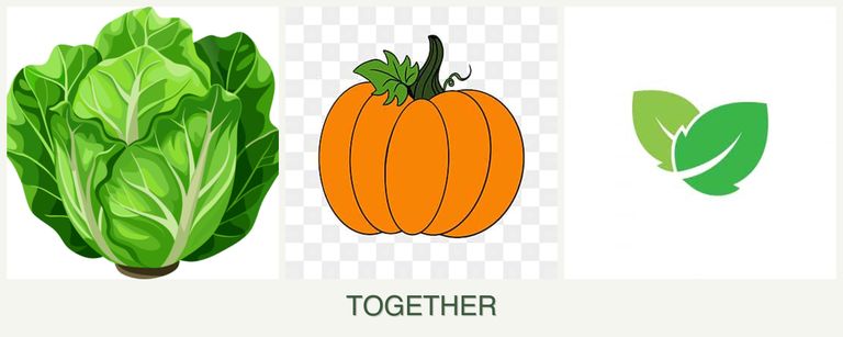 Can you plant lettuce, pumpkin and mint together?