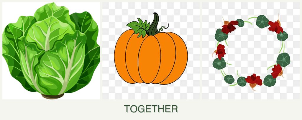 Can you plant lettuce, pumpkin and nasturtiums together?