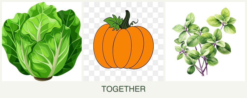 Can you plant lettuce, pumpkin and oregano together?