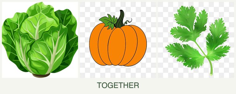Can you plant lettuce, pumpkin and parsley together?