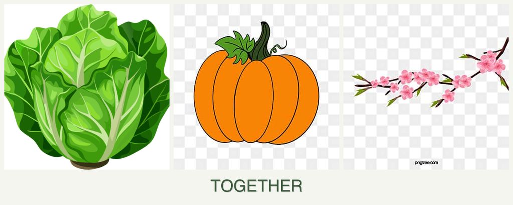 Can you plant lettuce, pumpkin and peaches together?
